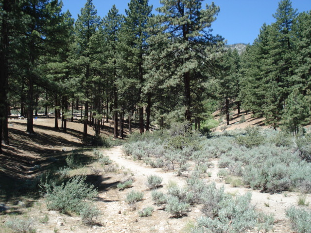 Discovery Trail through woods